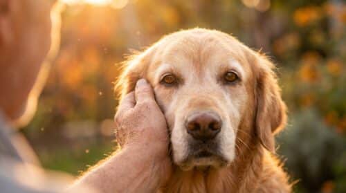 discover how animals emotionally respond to human anxiety and why your feelings impact them more deeply than your words.