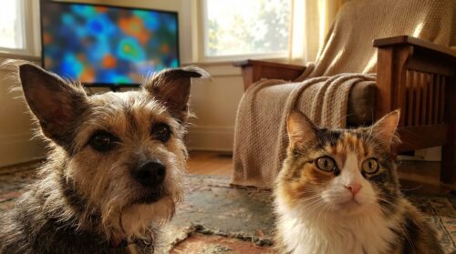 discover how leaving the television on affects pets when they are home alone, based on the latest findings in animal behavior research.