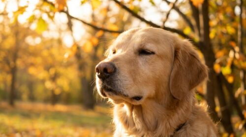 discover the best time to walk your dog for better sleep and a calmer, more peaceful home environment.