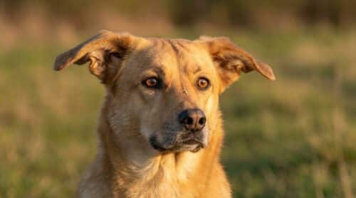 discover the everyday sound your dog hears that can subtly increase anxiety without you realizing it, and learn how to help your pet stay calm and happy.