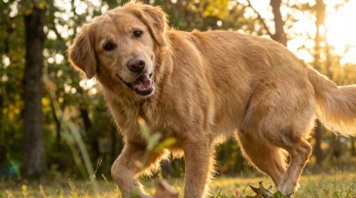discover how subtle signs during play can reveal early joint discomfort in dogs, allowing for timely intervention before obvious symptoms appear.
