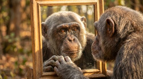 explore how animals uniquely react to mirrors and what scientific research uncovers about their self-awareness and cognitive abilities.