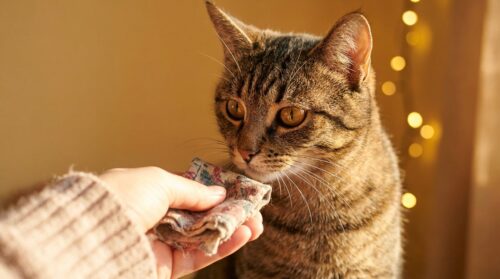 discover why cats choose certain people at home, exploring how their scent memory plays a stronger role than affection in forming bonds.