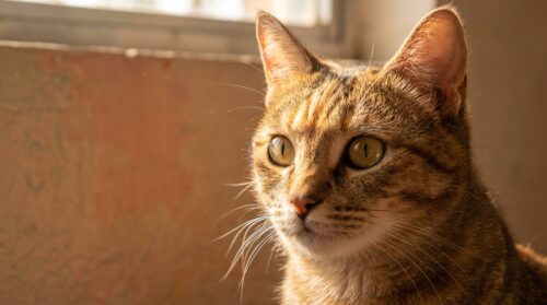 discover why your cat stares at walls or empty spaces and uncover the fascinating insights it reveals about feline awareness and behavior.